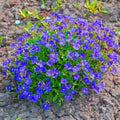Blue Cress Cascade Flower Seeds for Planting - Heirloom, Non-GMO, High Germination Organic Garden Seeds