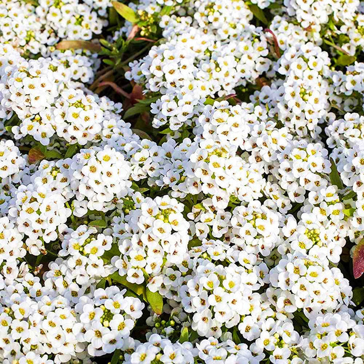 Flower Seeds, Seeds,Seeds For Planting,Plant Seeds