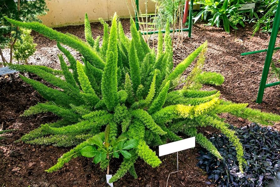 Green Asparagus Fern Plant Seeds for Planting – Heirloom & Non-GMO Seeds for Elegant Ornamental Foliage