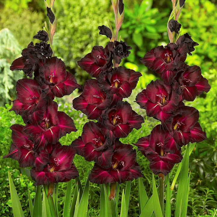 Burgundy Gladiolus Flower Seeds for Planting – Heirloom, Non-GMO, Compact Growth, High Germination