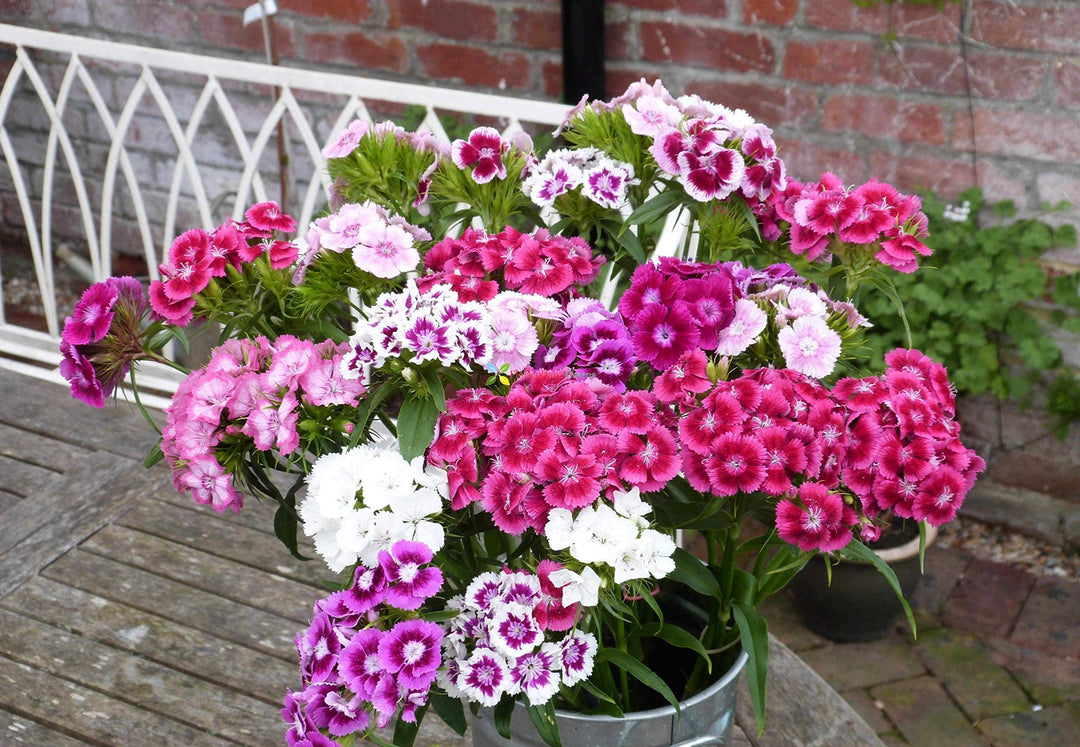 Dianthus Barbatus Flower Seeds for Planting | Heirloom Non-GMO High Germination Garden Seeds