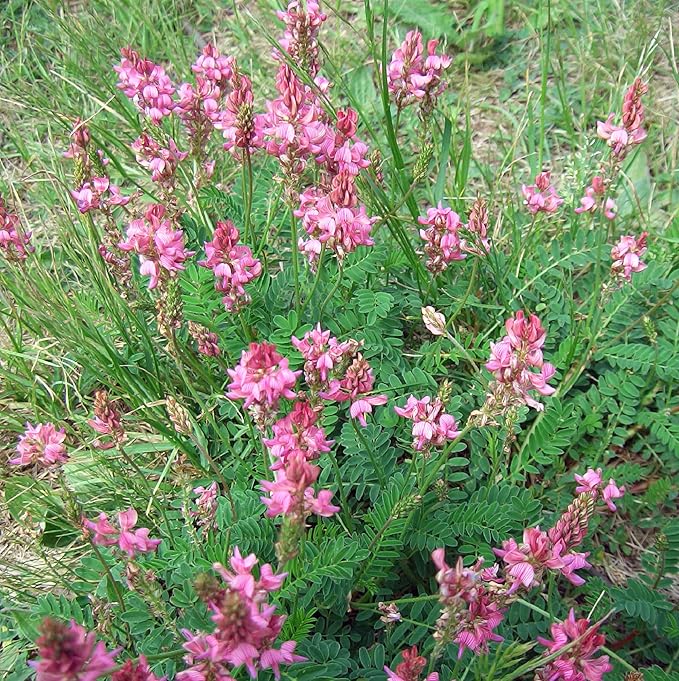 Flower Seeds, Seeds,Seeds For Planting,Plant Seeds