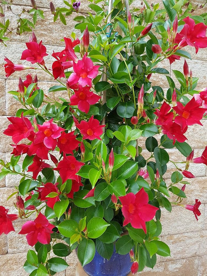 Red Pink Mandevilla Flower Seeds for Planting – Heirloom Non-GMO Seeds, High Germination