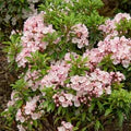 Mountain Laurel Flower Seeds - Kalmia Latifolia, Beautiful Evergreen Shrub for Garden Planting & Landscaping