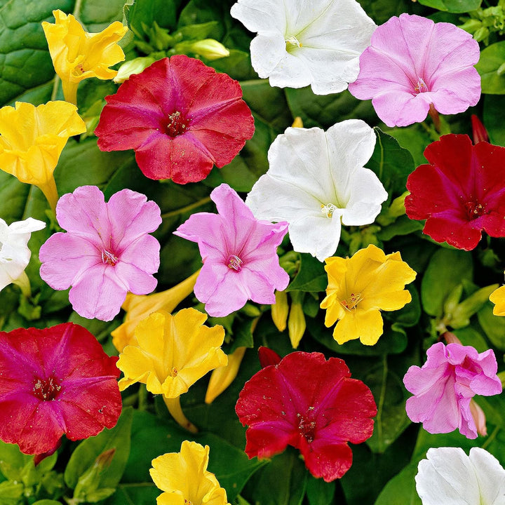 Flower Seeds, Seeds,Seeds For Planting,Plant Seeds