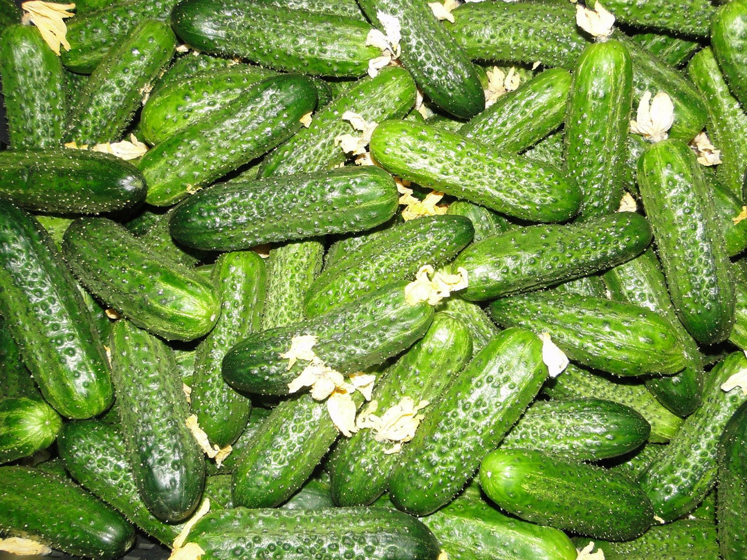 Lyalyuk Mini Pickling Cucumber Seeds – Heirloom Non-GMO Crisp Vegetable Garden Seeds for Planting