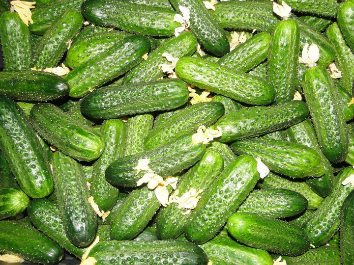 Lyalyuk Mini Pickling Cucumber Seeds – Heirloom Non-GMO Crisp Vegetable Garden Seeds for Planting