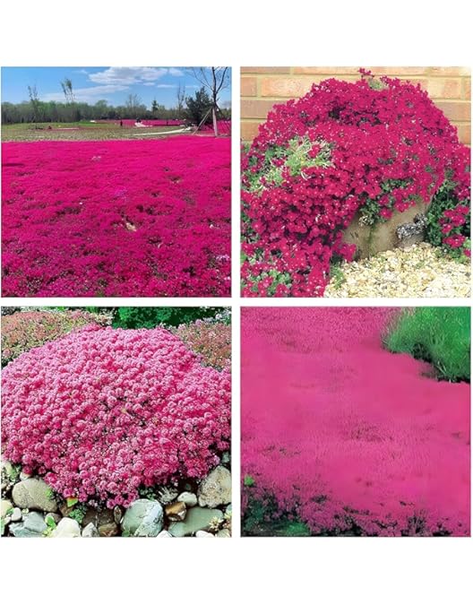 Mix Creeping Thyme Flower Seeds for Planting – Heirloom, Non-GMO, High Germination Organic Garden Seeds