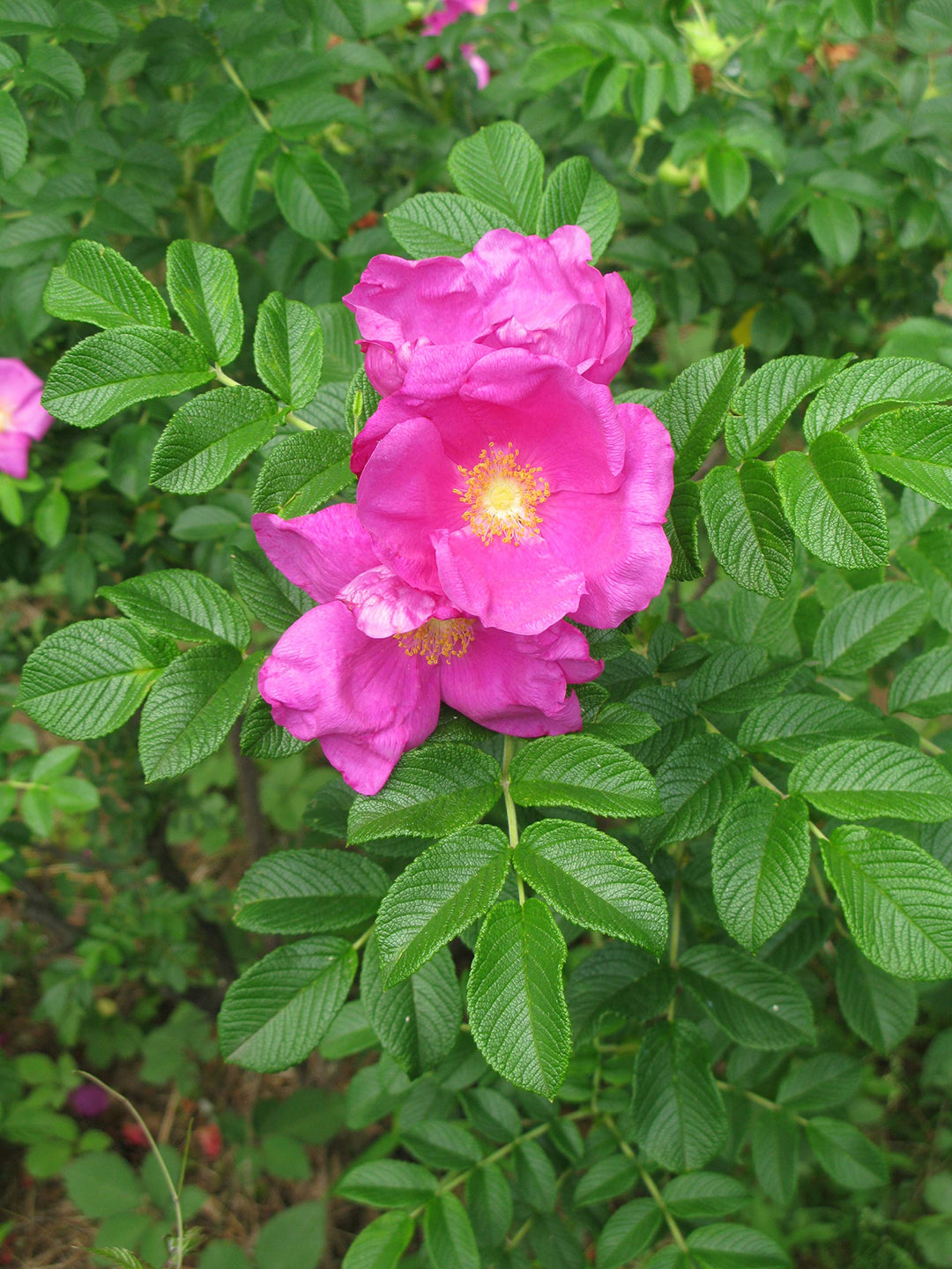 Rugosa Flower Seeds for Planting | Heirloom Non-GMO High Germination Organic Garden Seeds