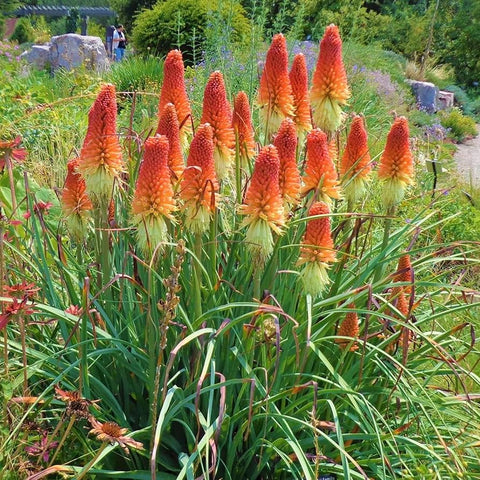 Flower Seeds, Seeds,Seeds For Planting,Plant Seeds