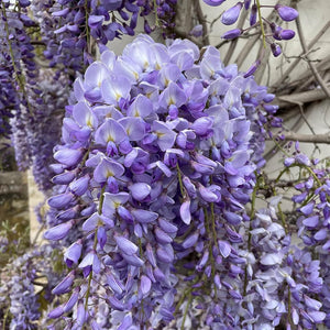 Flower Seeds, Seeds,Seeds For Planting,Plant Seeds