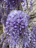 Wisteria Flower Seeds for Planting – Heirloom, Non-GMO, Drought-Tolerant Organic Garden Seeds