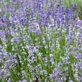 Blue Lavendula Munstead Flower Seeds for Planting – Heirloom, Non-GMO, Easy-to-Grow Organic Garden Seeds