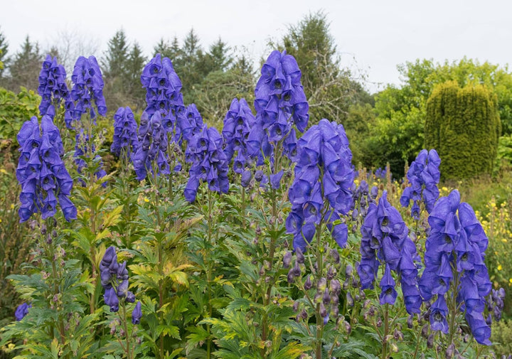Flower Seeds, Seeds,Seeds For Planting,Plant Seeds