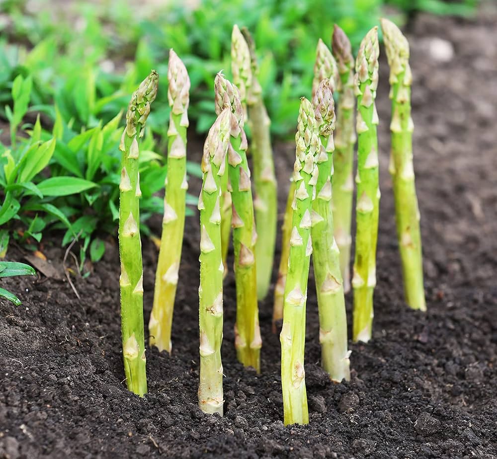 Green Asparagus Plant Seeds for Planting – Heirloom & Non-GMO Vegetable Seeds for Perennial Spring Spears