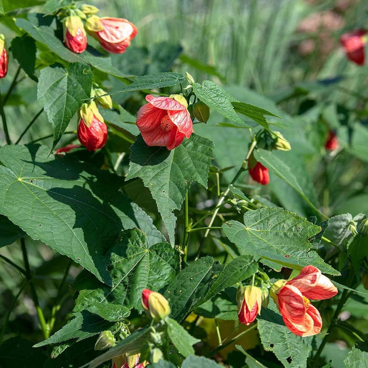 Flower Seeds, Seeds,Seeds For Planting,Plant Seeds