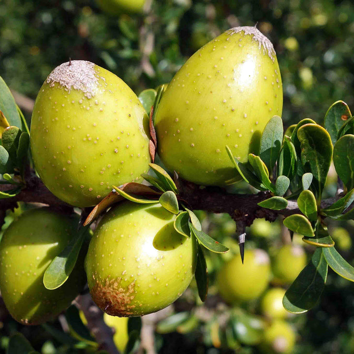 Fruit Seeds,Garden seeds, Seeds For Planting,Plant Seeds