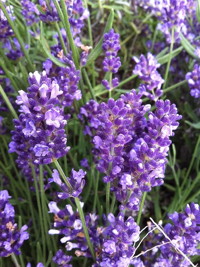 Lavender Fragrant Flower Seeds for Planting – Heirloom, Non-GMO, High Germination Organic Garden Seeds