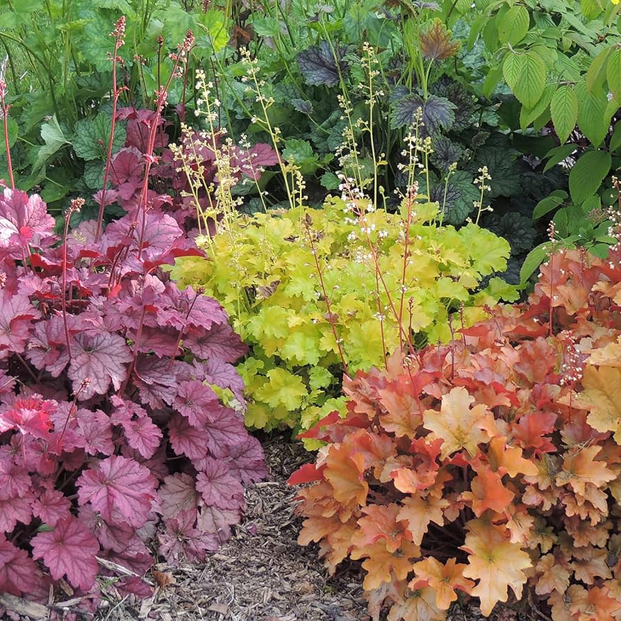 Mixed Heuchera Micrantha Flower Seeds for Planting | Heirloom Non-GMO High Germination Organic Garden Seeds