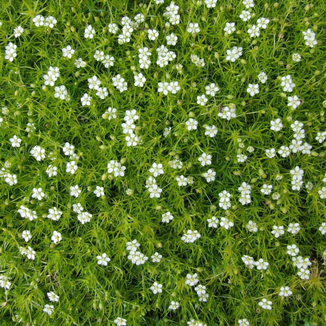 White Sagina Subulata Flower Seeds for Planting – Low-Growing Ground Cover