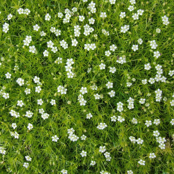 White Sagina Subulata Flower Seeds for Planting – Low-Growing Ground Cover