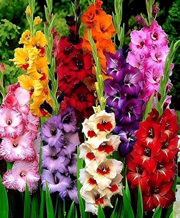Perennial Gladiolus Flower seeds for Planting – Perfect for Borders, Heirloom &amp; GMO Free Seeds for Home Garden