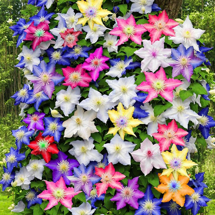 Mixed Colors Clematis Vines Perennial Climbing Flower Seeds for Planting – Heirloom Non-GMO Organic Garden