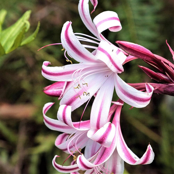 Mixed Crinum Flower Seeds for Planting – Heirloom, Non-GMO, High Germination Organic Garden Seeds