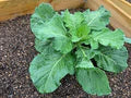 Georgia Collard Greens Seeds – Heirloom, High Yield, Fast-Growing