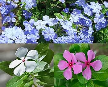 Madagascar Flower Seeds for Planting - Fragrant Heirloom & Non-GMO Seeds for High Germination Organic Garden