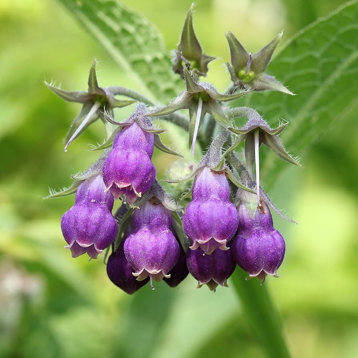 Flower Seeds, Seeds,Seeds For Planting,Plant Seeds