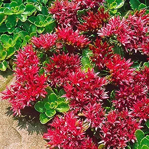Sedum Ground Cover Flower Seeds for Planting – Heirloom, Non-GMO, Fragrant Organic Garden Seeds