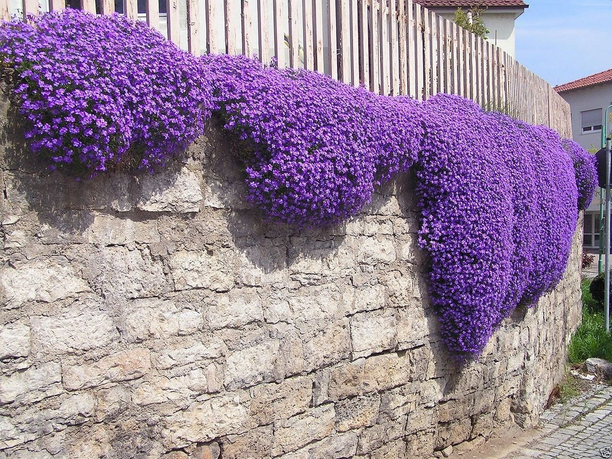 Purple Aubrieta Rock Cascade Seeds, Heirloom Non-GMO Flowers for Long Bloom Garden Planting