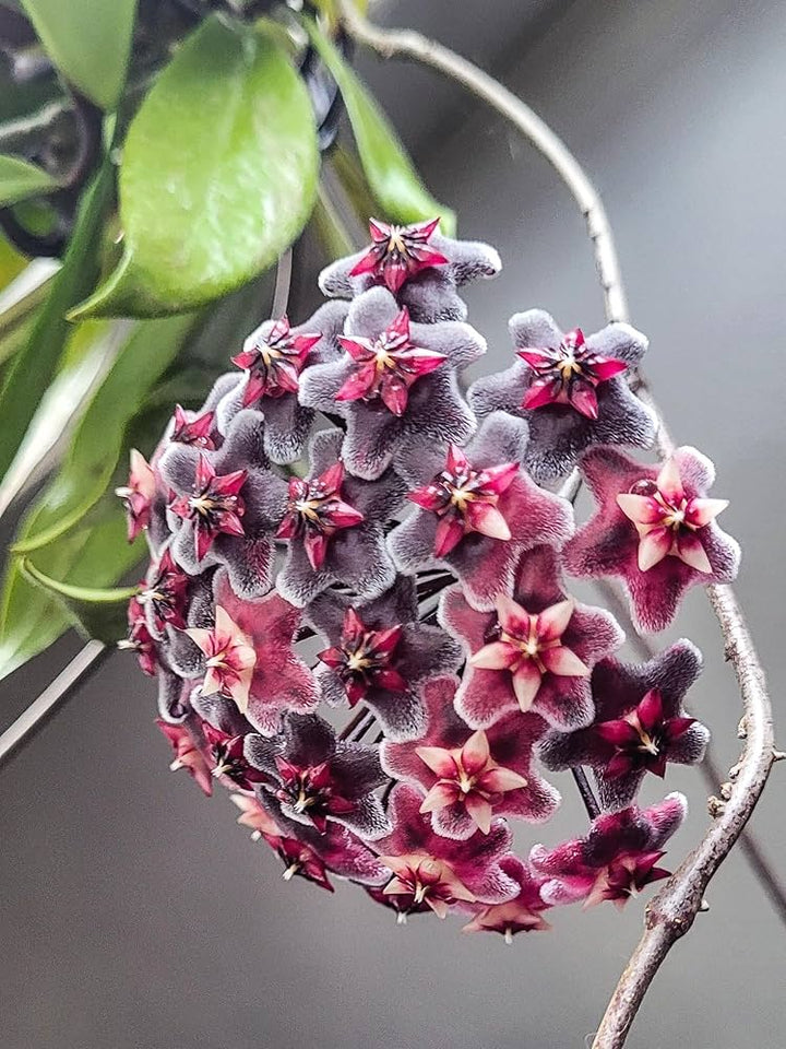Red Purple Hoya Carnosa Flower Seeds for Planting – Heirloom, Non-GMO, High Germination Garden Seeds
