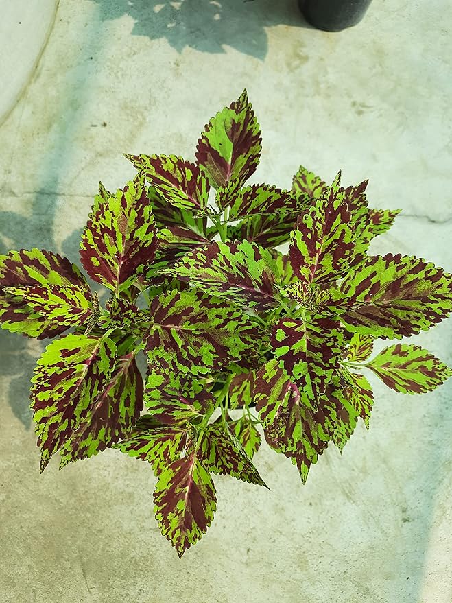 Green Coleus Seeds – Shade Tolerant, Heirloom, Non-GMO, High Germination Organic Garden Seeds for Planting Home Gardens