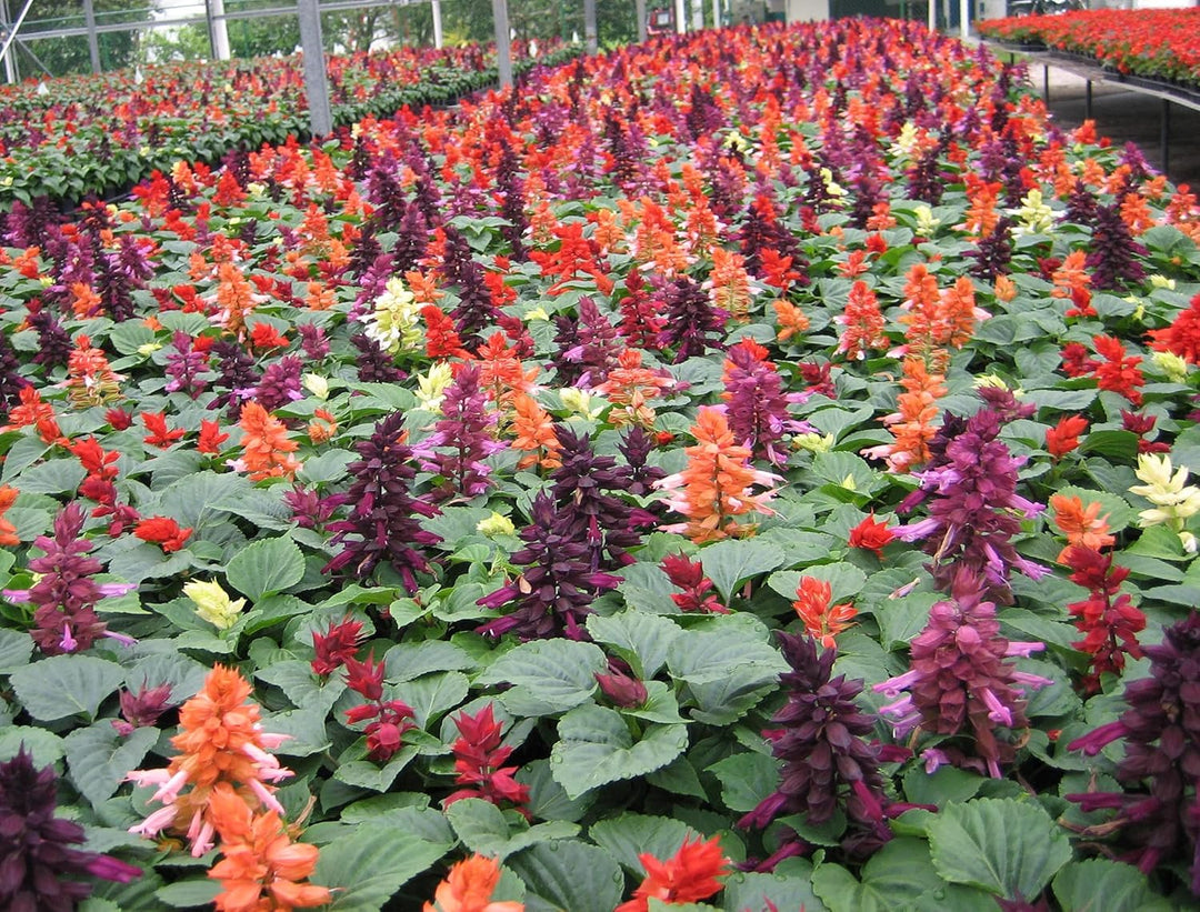 Flower Seeds, Seeds,Seeds For Planting,Plant Seeds