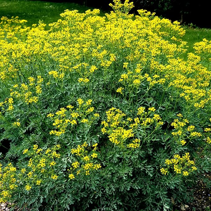 Ruta Graveolens Flower Seeds for Planting – Heirloom, Non-GMO, Fragrant Blossoms, High Germination Organic Seeds