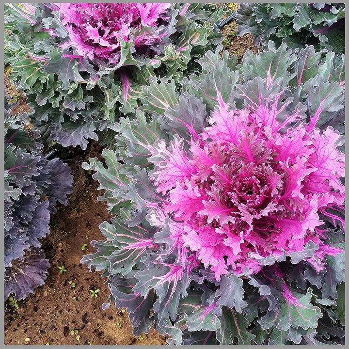 Pink Kale Vegetable Seeds for Planting – Heirloom & Non-GMO Garden Seeds for Nutritious, Colorful Greens