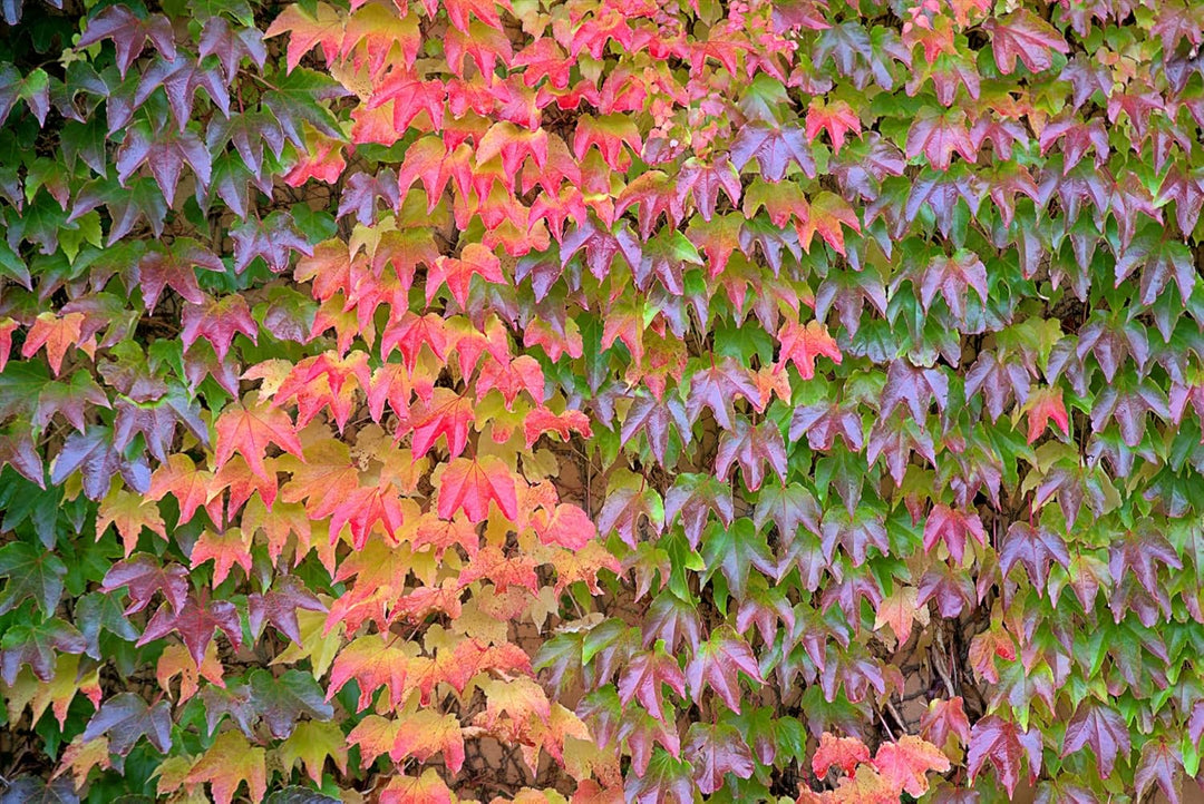 Flower Seeds, Seeds,Seeds For Planting,Plant Seeds