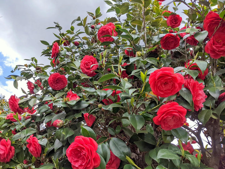 Camellia Flower Seeds for Planting – Hardy Heirloom, Non-GMO, High Germination Organic Garden Seeds