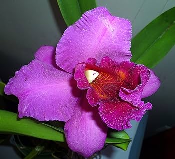 Violet Cattleya Flower Seeds for Planting – Heirloom, Non-GMO, High Germination Garden Seeds