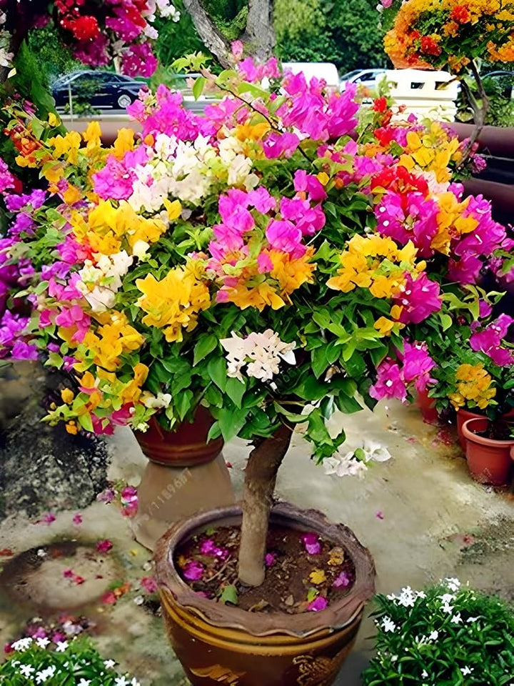Bougainvillea Flower Seeds for Planting Mixed Colors – Sun Loving, Heirloom, Non-GMO, High Germination Organic Garden Seeds