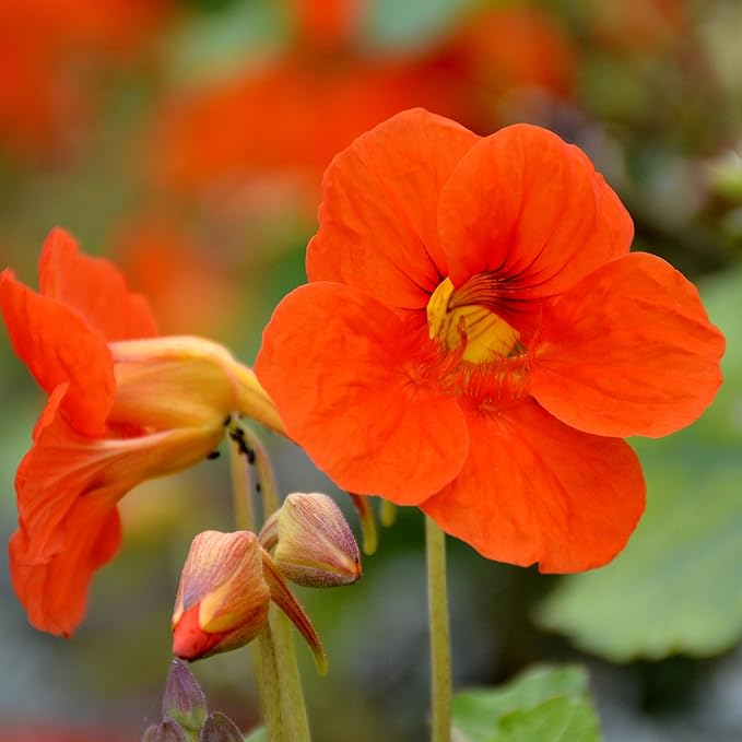 Flower Seeds, Seeds,Seeds For Planting,Plant Seeds