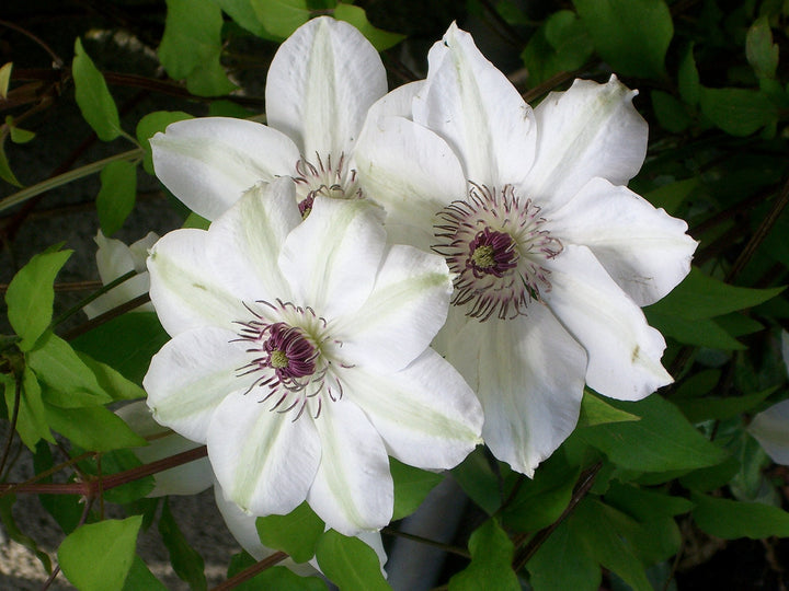 Flower Seeds, Seeds,Seeds For Planting,Plant Seeds