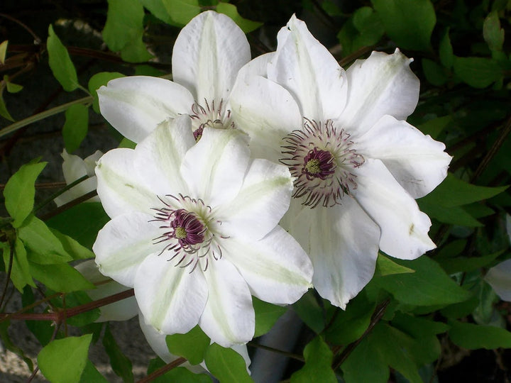 Heirloom Clematis Flower Seeds for Planting – Wildflower Mix, Heirloom & Non-GMO Home Garden Seeds
