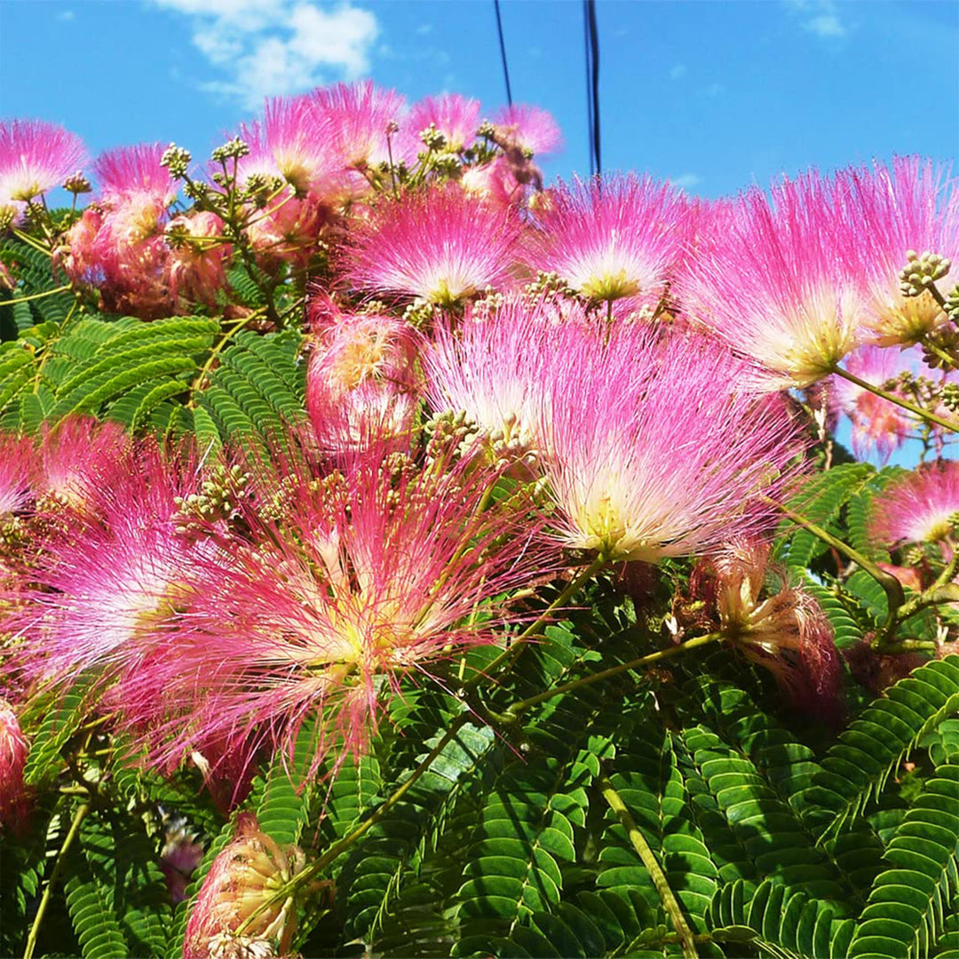 Perfume Albizia Mimosa Flower Seeds for Planting | Heirloom Non-GMO Pollinator Friendly Seeds
