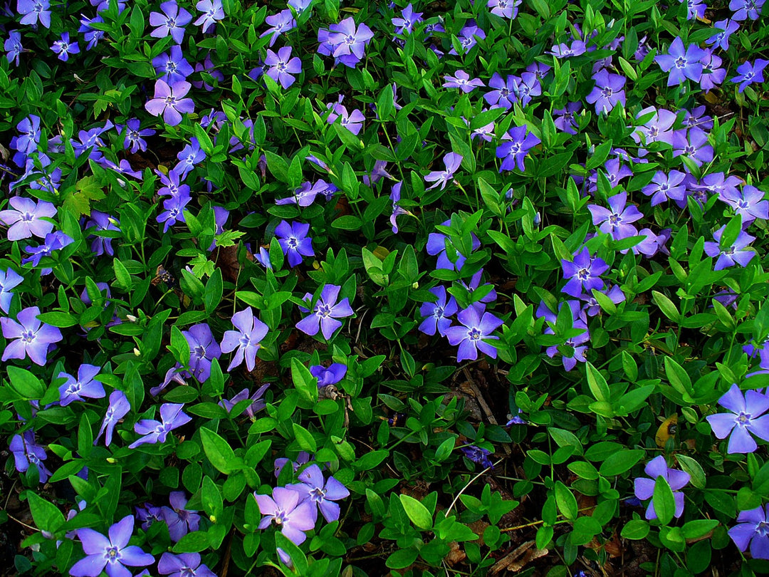 Light Blue Periwinkle Vinca Flower Seeds for Planting – Heirloom, Non-GMO, High Germination