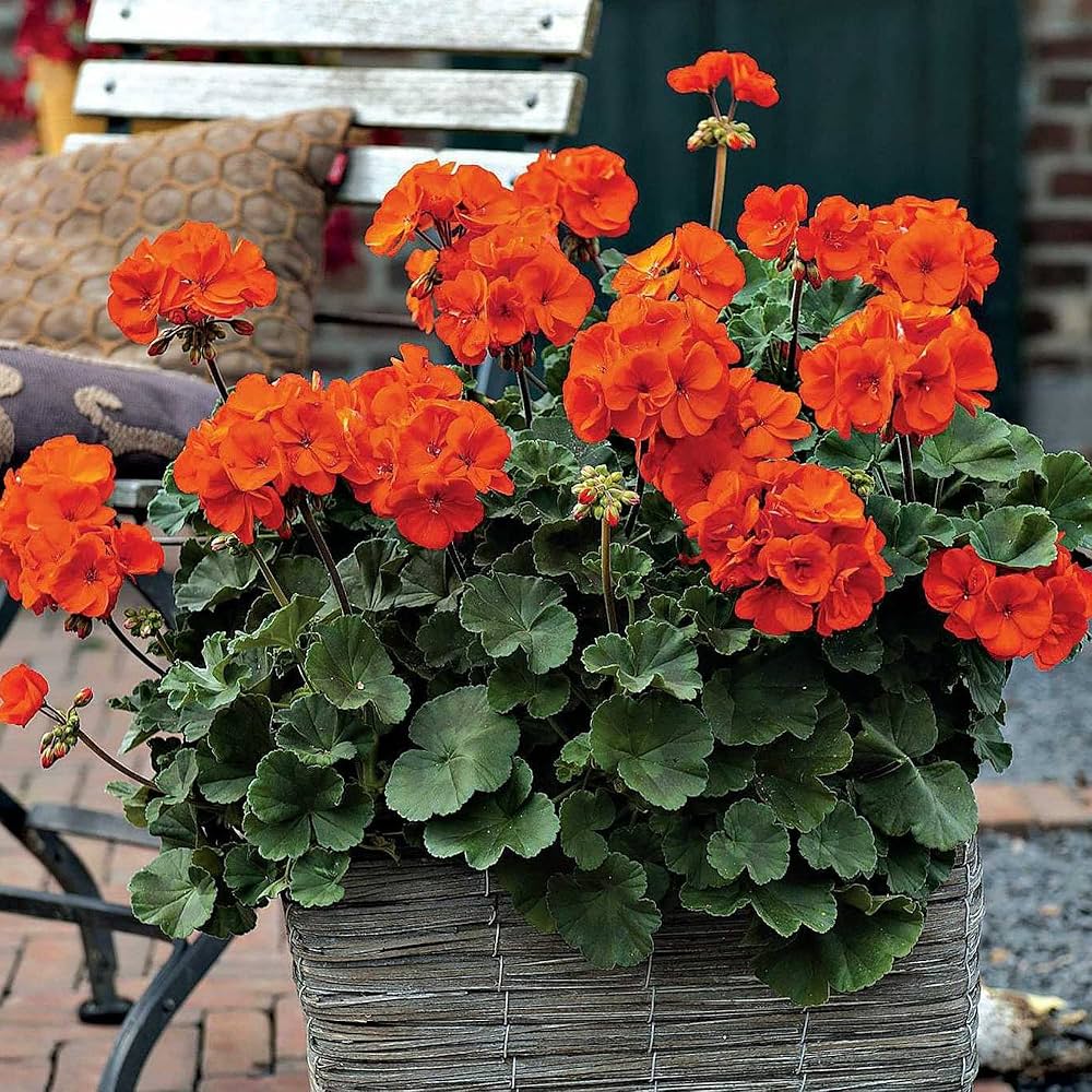 Orange Geranium Pelargonium Flower Seeds for Planting – Heirloom, Non-GMO, High Germination Seeds