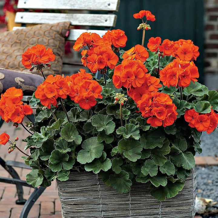 Orange Geranium Pelargonium Flower Seeds for Planting – Heirloom, Non-GMO, High Germination Seeds
