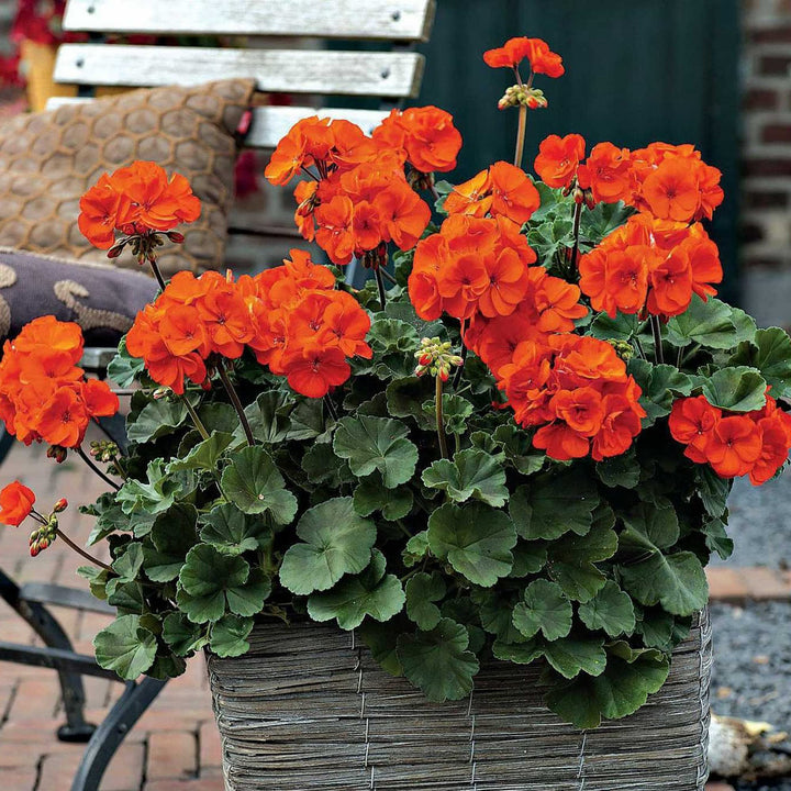 Orange Geranium Flower Seeds for Planting – Heirloom, Non-GMO, High Germination Organic Garden Seeds